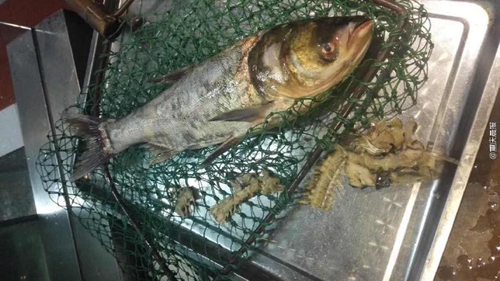 疑商家缺斤短兩，情侶“魚骨拼圖”維權|餐飲界