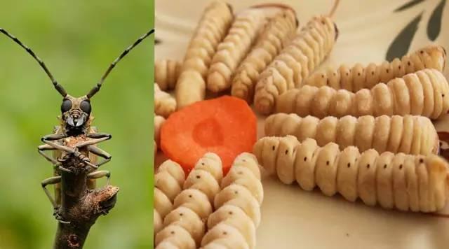 知識(shí)庫(kù)｜蟲(chóng)類食材身價(jià)勝人參，餐廳秋冬菜譜敢放不？|餐飲界