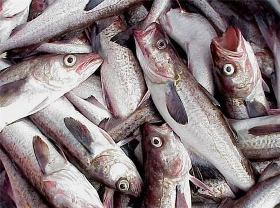 知識(shí)庫(kù)｜這種魚(yú)可以一魚(yú)36吃，你餐廳還不上菜？|餐飲界