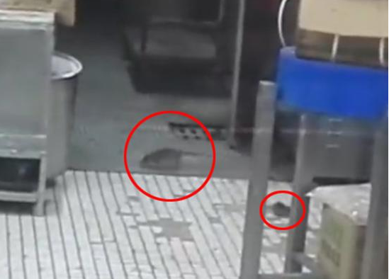 上海南京東路沈大成餐廳老鼠出沒，市場監(jiān)管局：3月剛滅鼠