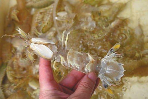 人為注膠讓皮皮蝦增重？專(zhuān)家辟謠:那是蝦黃和蝦膏