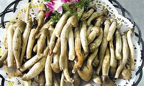 荔枝菌，可遇不可求的“嶺南菌王”