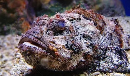 知識庫｜如何處理、烹飪世界最毒的海魚？