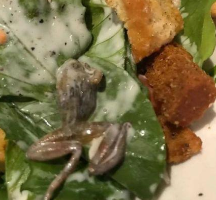 惡心！她餐廳吃飯竟吃出整只死青蛙