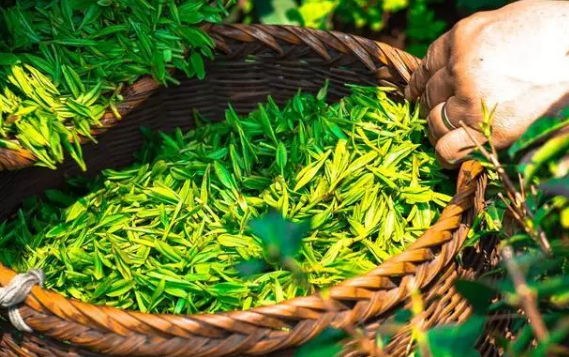 國(guó)內(nèi)茶飲市場(chǎng)突破千億，如何把握時(shí)機(jī)開一家茶飲店