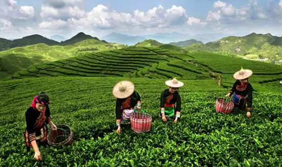 皇茶、喜茶之后，茶飲界又冒出一“黑馬”烏龍煎