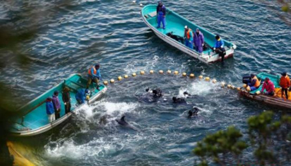 日本遇“魚荒”向中國“甩鍋” 我們不同意！|餐飲界