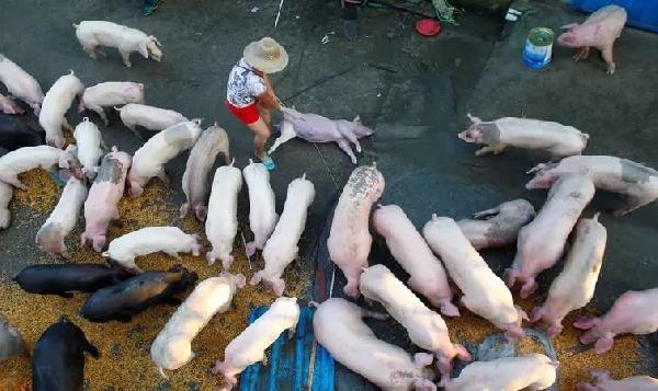 豬肉消費(fèi)總量連年下滑，人們沒那么愛吃肉了嗎？|餐飲界