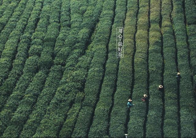 如何掘金500億新茶飲市場，打造一杯有故事的黑龍茶？