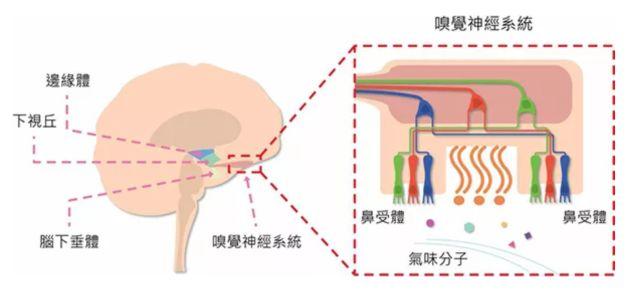 讓消費者欲罷不能的氣味營銷，餐飲人該如何實現(xiàn)？ | 餐見