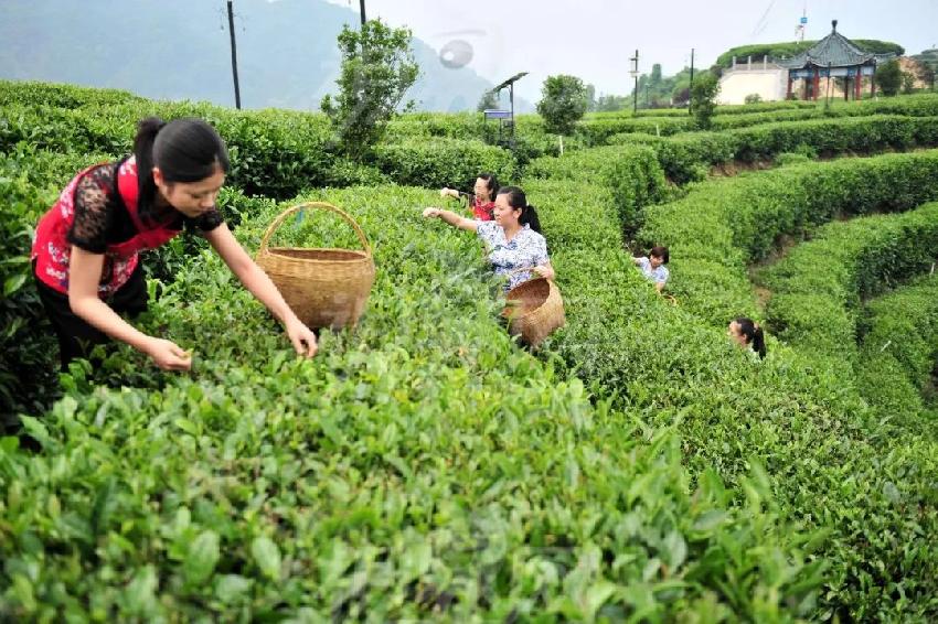 以產(chǎn)品或空間打底來售賣生活方式，這才是井噴的新茶飲品牌的歸路？