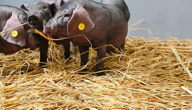 網(wǎng)紅味央豬尋找全球廚房合伙人：我有肉，你有廚房嗎？ | 熱點