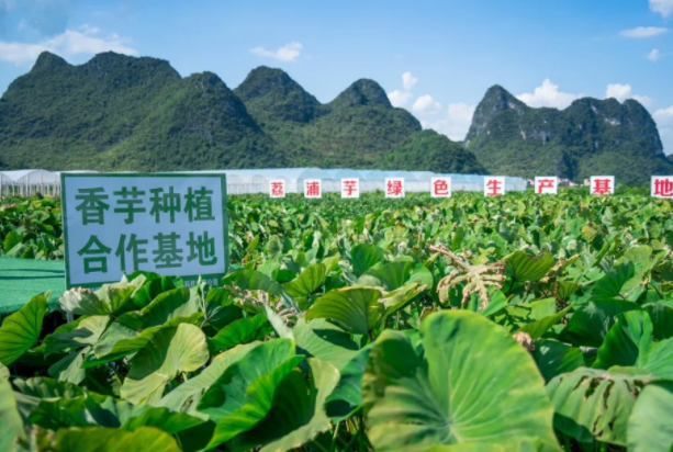 在檳榔芋優(yōu)質(zhì)產(chǎn)區(qū)共建種植基地，喜茶持續(xù)推動(dòng)新茶飲供應(yīng)鏈專(zhuān)業(yè)化發(fā)展|餐飲界
