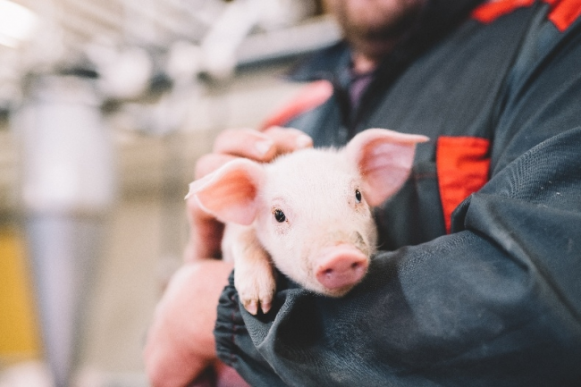 芬蘭無(wú)抗生素肉品專家Atria阿特睿教你挑肉小妙招：買肉不能只看肉質(zhì)，還要看動(dòng)物福利標(biāo)準(zhǔn)